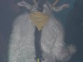 Cesfur 2010 132.jpg